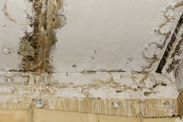 Best Commercial Mold Inspection  in Freedom, CA