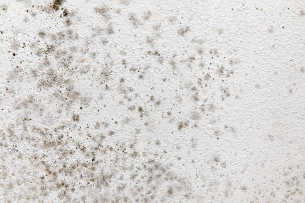 Mold Odor Removal Services in Freedom, CA